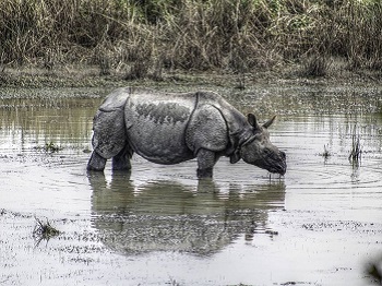 Wildlife-Cucltur-Adventure-Tour-Assam-Northeast-India